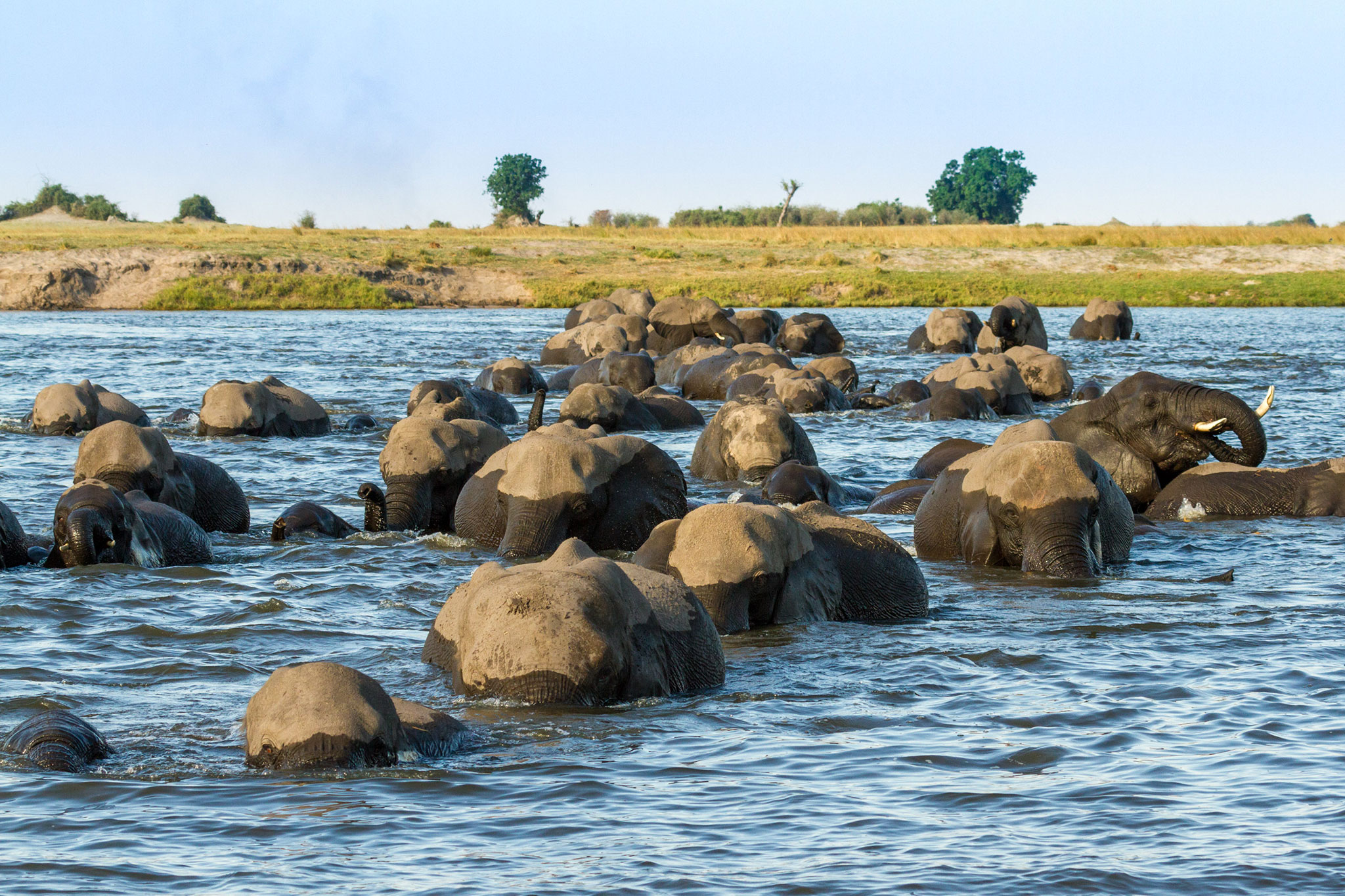 chobe-game-lodge-wildlife-elephants-01 Elephants crossing Chobe River in Botswana
